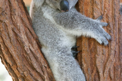 Australia Zoo, Queensland, Australien. Er Koalaer verdens nuserste dyr?