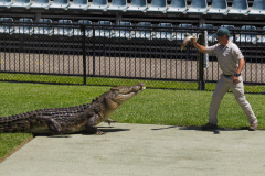 Australia Zoo, Queensland, Australien. I Steve Irwins ånd, et lille show med en af saltvandskrokodillerne.