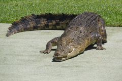 Australia Zoo, Queensland, Australien. I Steve Irwins ånd, et lille show med en af saltvandskrokodillerne.
