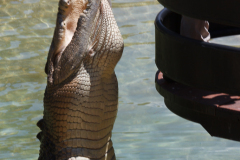Australia Zoo, Queensland, Australien. I Steve Irwins ånd, et lille show med en af saltvandskrokodillerne.