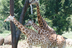 Australia Zoo, Queensland, Australien.