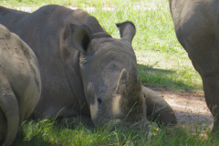 Australia Zoo, Queensland, Australien.