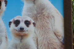 Australia Zoo, Queensland, Australien.
