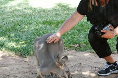 Australia Zoo, Queensland, Australien. Mulighed for at komme tæt på en Wallaby, de kære små kænguruer