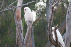 Fugleliv ved Princes Highway, Victoria, Australien