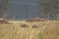 Emuer set lige nord for Mount Gambier, South Australia, Australien