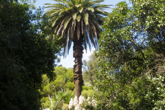 Adelaide Botanic Garden, Adelaide, South Australia, Australien
