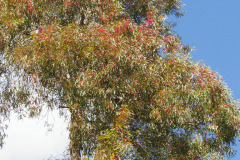 Adelaide Botanic Garden, Adelaide, South Australia, Australien