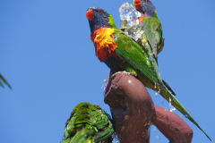 Adelaide Botanic Garden, Adelaide, South Australia, Australien