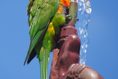 Adelaide Botanic Garden, Adelaide, South Australia, Australien