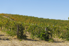 Barossa Vintners, Tanunda, South Australia, Australien