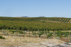 Barossa Vintners, Tanunda, South Australia, Australien