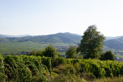 Skønne dejlige Alsace