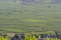 Skønne dejlige Alsace