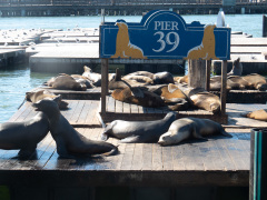 Søløver ved Pier 39, San Francisco, USA