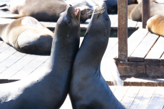 Søløver ved Pier 39, San Francisco, USA