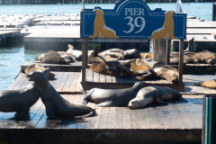 Søløver ved Pier 39, San Francisco, USA