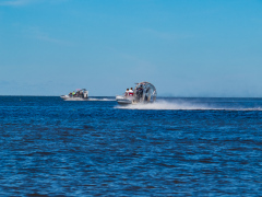 Alligatortur med Airboat Adventures, New Orleans, Louisiana, USA