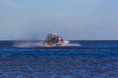Alligatortur med Airboat Adventures, New Orleans, Louisiana, USA