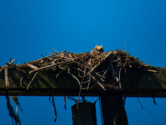 Alligatortur med Airboat Adventures, New Orleans, Louisiana, USA