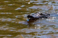 Alligatortur med Airboat Adventures, New Orleans, Louisiana, USA