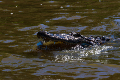 Alligatortur med Airboat Adventures, New Orleans, Louisiana, USA