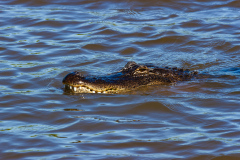 Alligatortur med Airboat Adventures, New Orleans, Louisiana, USA