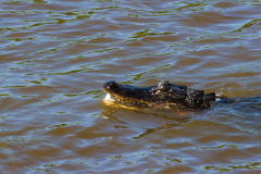 Alligatortur med Airboat Adventures, New Orleans, Louisiana, USA