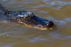 Alligatortur med Airboat Adventures, New Orleans, Louisiana, USA