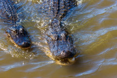 Alligatortur med Airboat Adventures, New Orleans, Louisiana, USA