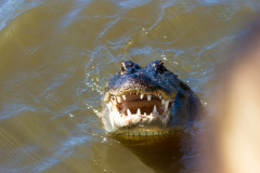 Alligatortur med Airboat Adventures, New Orleans, Louisiana, USA