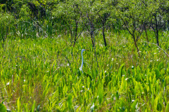 Alligatortur med Airboat Adventures, New Orleans, Louisiana, USA