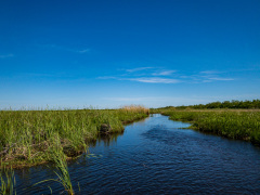 Alligatortur med Airboat Adventures, New Orleans, Louisiana, USA