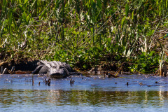 Alligatortur med Airboat Adventures, New Orleans, Louisiana, USA