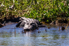Alligatortur med Airboat Adventures, New Orleans, Louisiana, USA