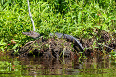 Alligatortur med Airboat Adventures, New Orleans, Louisiana, USA