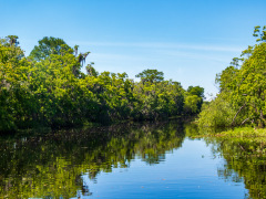 Alligatortur med Airboat Adventures, New Orleans, Louisiana, USA