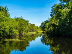 Alligatortur med Airboat Adventures, New Orleans, Louisiana, USA