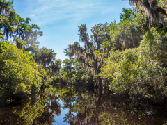 Alligatortur med Airboat Adventures, New Orleans, Louisiana, USA