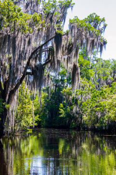 Alligatortur med Airboat Adventures, New Orleans, Louisiana, USA
