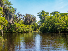 Alligatortur med Airboat Adventures, New Orleans, Louisiana, USA