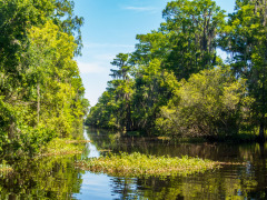 Alligatortur med Airboat Adventures, New Orleans, Louisiana, USA