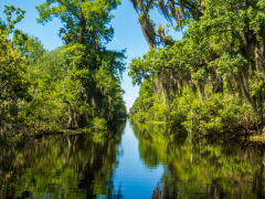 Alligatortur med Airboat Adventures, New Orleans, Louisiana, USA