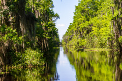 Alligatortur med Airboat Adventures, New Orleans, Louisiana, USA