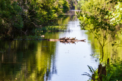Alligatortur med Airboat Adventures, New Orleans, Louisiana, USA