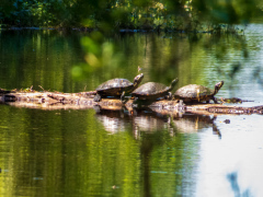 Alligatortur med Airboat Adventures, New Orleans, Louisiana, USA