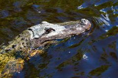 Alligatortur med Airboat Adventures, New Orleans, Louisiana, USA
