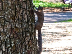 Wildlife, New Orleans, Louisiana, USA