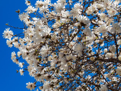 Chicago, Illinois, USA