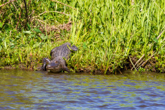 Alligatortur med Airboat Adventures, New Orleans, Louisiana, USA